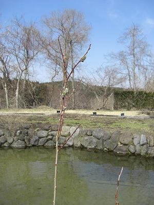 CIMG9458.jpg