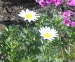 mgp3946.jpg