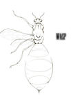 wasp.jpg
