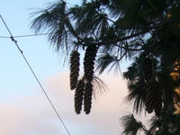 2008040202_lyon.jpg