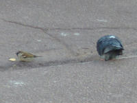 2008040803_lyon.jpg