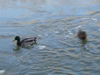 2008041103_lyon.jpg