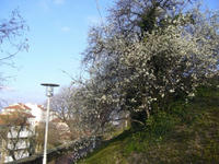 2008041603_lyon.jpg