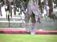 2008060901_lyon.jpg