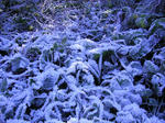 PICT0053.JPG