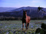 PICT0068.JPG