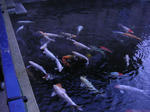 PICT0204.JPG
