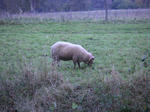 PICT0073.JPG