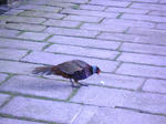 PICT0473.JPG
