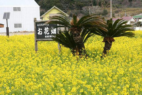 菜の花畑