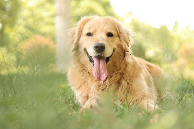 ペットが好きだけど、飼い方がわからない? この下準備、専門知識はマスターしておくべきです。