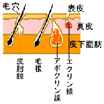 加齢臭の原因と予防