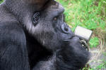 col_20081117102859_2.jpg
