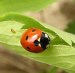 Coccinella_septempunctata_detail.jpg