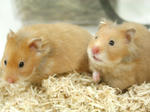 mouse12_2.jpg