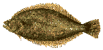 hirame1.gif