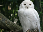 Animals-Birds-White-Owl-on-a-branch-031527-.jpg