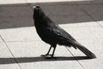 WhiteWingedChough.jpg