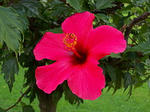 280px-Hibiskus_rosa-sinensis_-_Kwiat.JPG