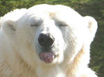 32large_asahiyama.jpg
