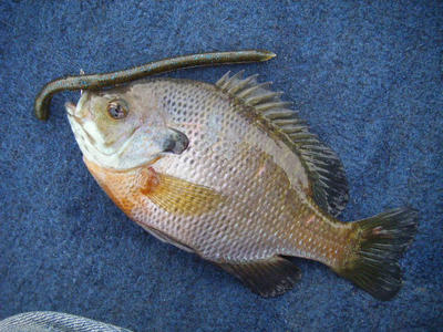 DSCF0315.JPG
