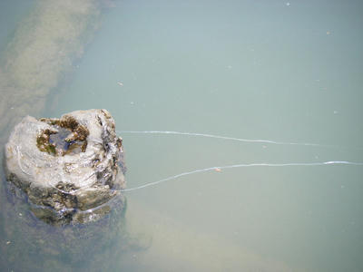 DSCF0333.JPG
