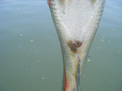DSCF0335.JPG