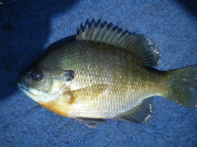 DSCF0336.JPG