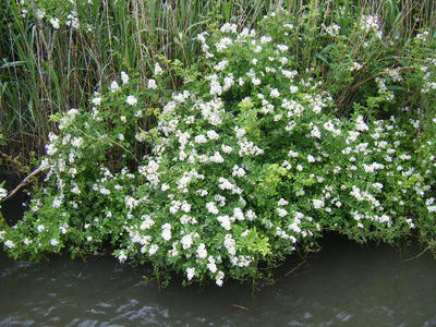 DSCF0371.JPG