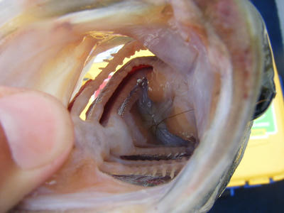 DSCF0410.JPG