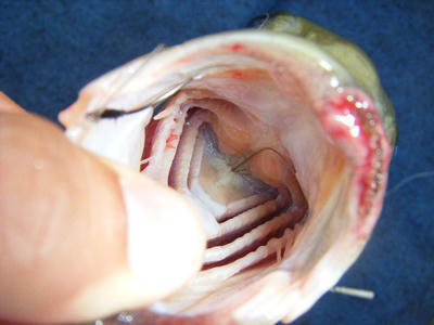 DSCF0437.JPG