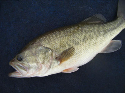DSCF0440.JPG