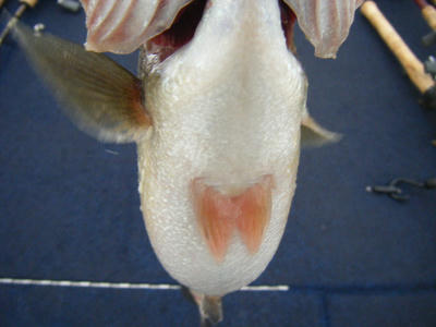 DSCF0441.JPG
