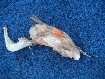 DSCF0554.JPG