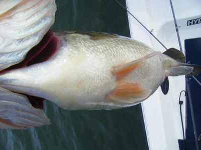DSCF0797.JPG