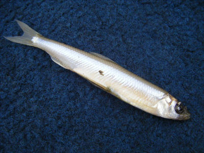 DSCF0931.JPG