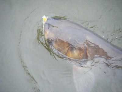 DSCF0933.JPG