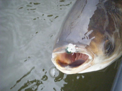 DSCF0936.JPG
