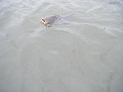 DSCF0932.JPG