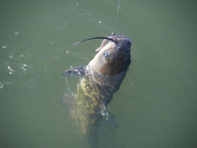 DSCF1156.JPG