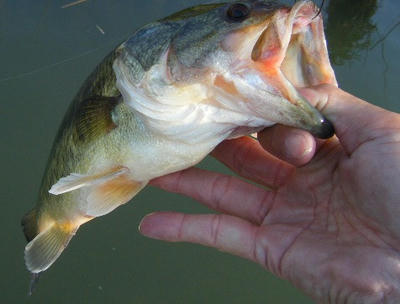 DSCF1166.JPG