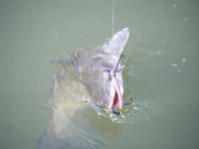 DSCF1157.JPG