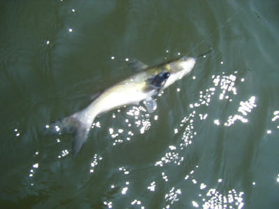 DSCF1532.JPG