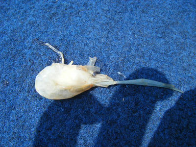 DSCF1566.JPG
