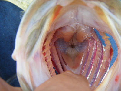 DSCF1672.JPG