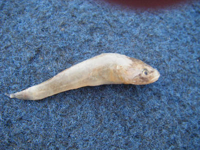 DSCF1731.JPG