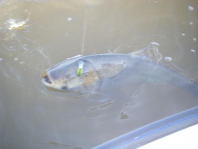 DSCF1793.JPG