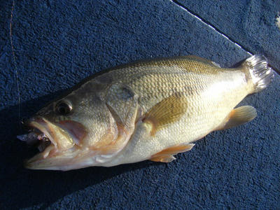 DSCF1849.JPG