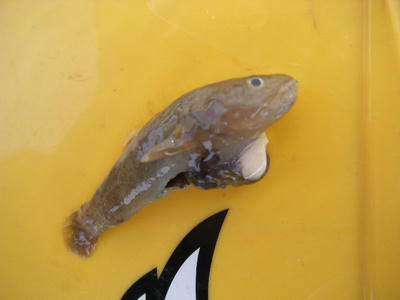 DSCF2071.JPG