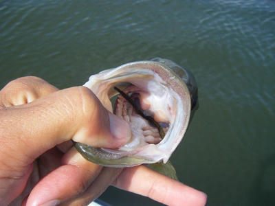 DSCF2444.JPG
